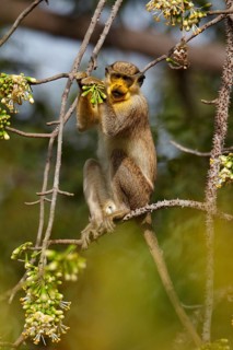 Callithrix Monkey