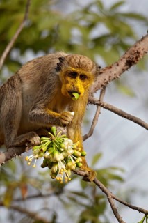 Callithrix Monkey