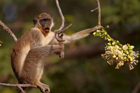 Callithrix Monkey