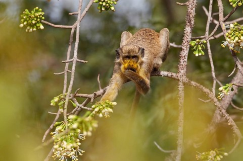 Callithrix Monkey
