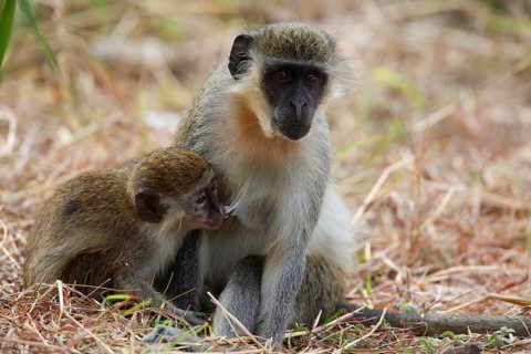 Western vervet monkey