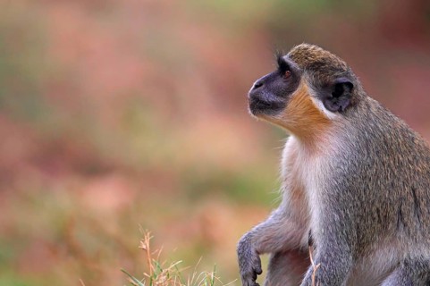 Callithrix Monkey