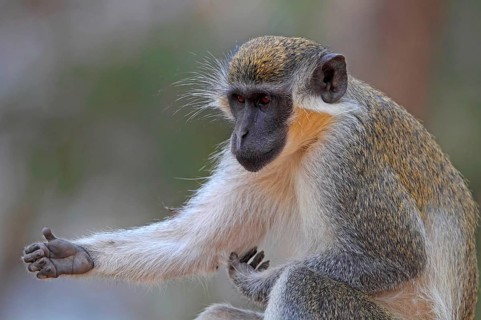 Callithrix Monkey