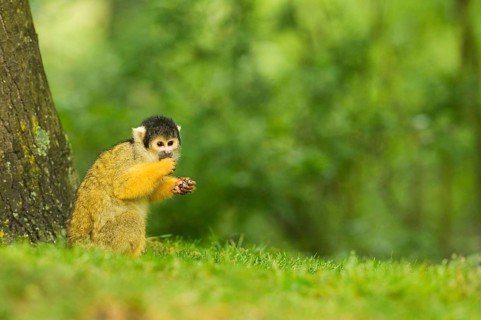 Black-headed squirrel monkey