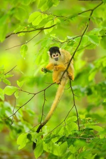 Black-headed squirrel monkey