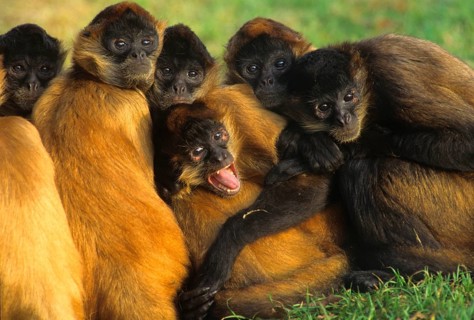 Mexican Spider Monkey