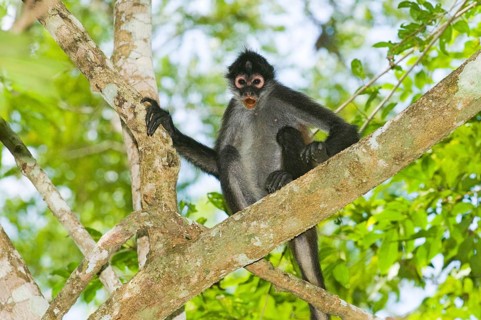 Geoffroy's Spider Monkey