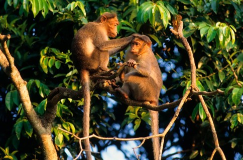 Bonnet macaque