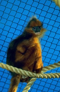 Maroon leaf monkey