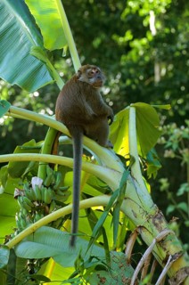 Long-tailed Macaque