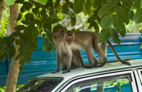 Crab-eating macaques