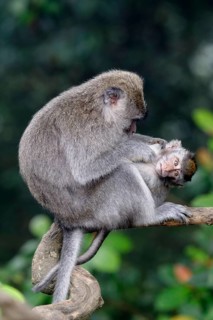 Crab-eating Macaque