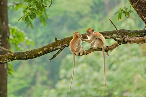 Crab-eating macaques