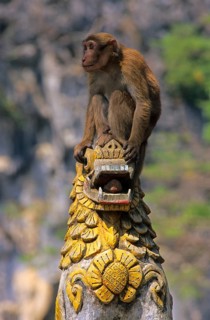 Assamese assam macaque