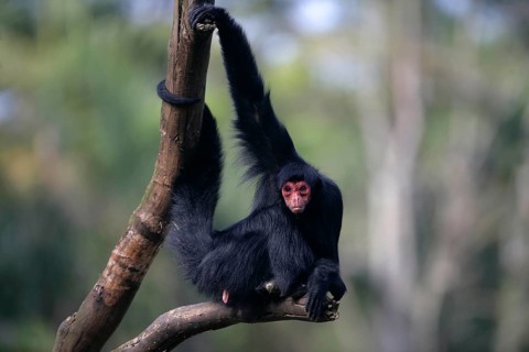 Black Spider Monkey
