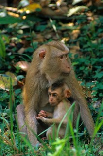 Southern pig-tailed macaque