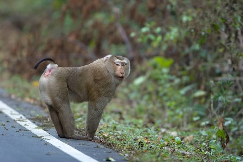 Southern Pig-tailed Macaque