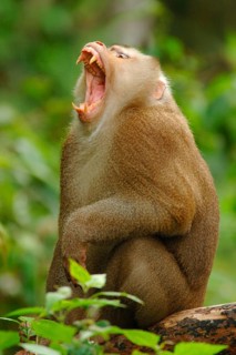 Northern Pig-tailed Macaque
