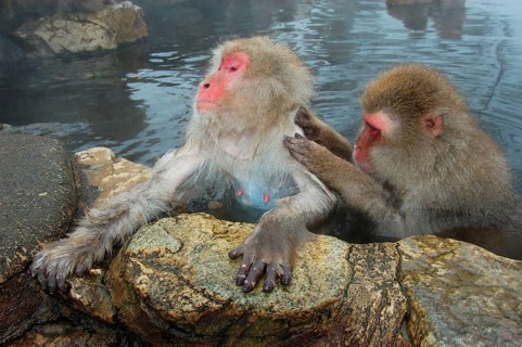 Red-faced macaque