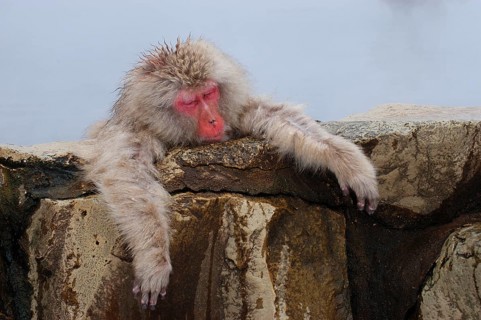 Red-faced macaque