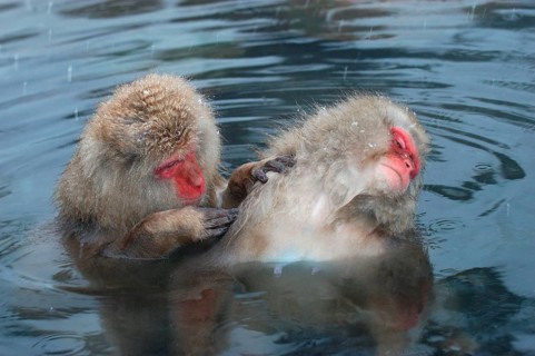 Red-faced macaque