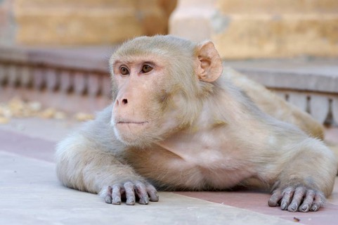Rhesus macaque