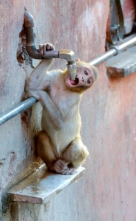 Juvenile rhesus macaque