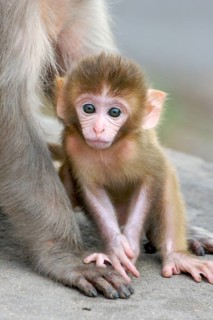 Rhesus macaque