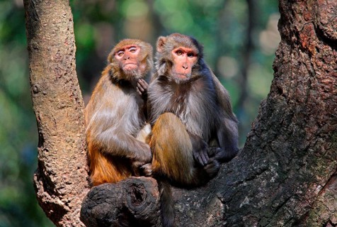 Rhesus macaque