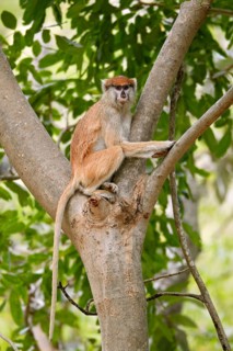 Patas monkey