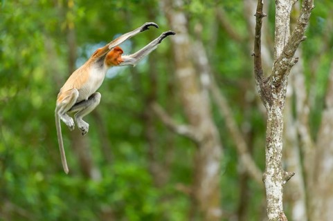 Proboscis monkey