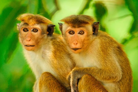 Toque Macaque