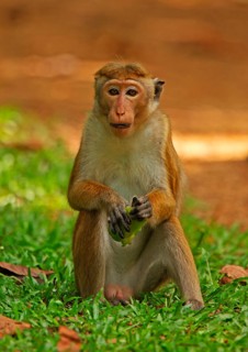 Toque toque macaque