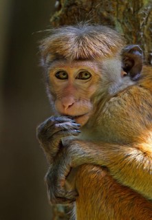 Toque toque macaque