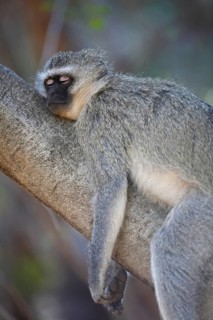 Vervet monkey