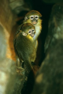Angolan talapoin
