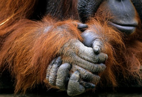 Orang bornean orangutan