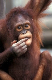 Orang bornean orangutan