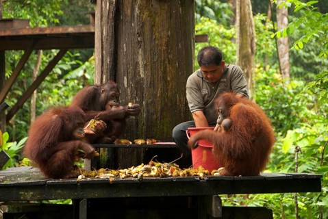 Bornean Orang-utan adults