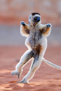 Verreaux's Sifaka