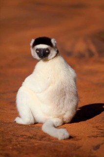 Verreaux's verreaux's sifaka