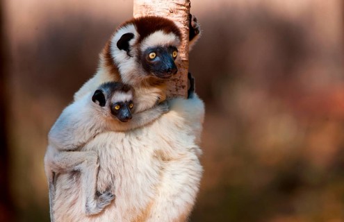 Verreaux's verreaux's sifaka