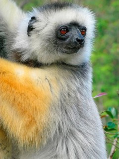 Diadem diademed sifaka