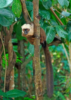 Adult white-fronted brown white-headed lemur