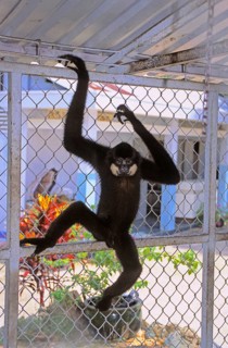 Yellow-cheeked gibbon