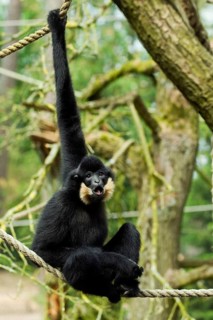 Yellow-cheeked gibbon