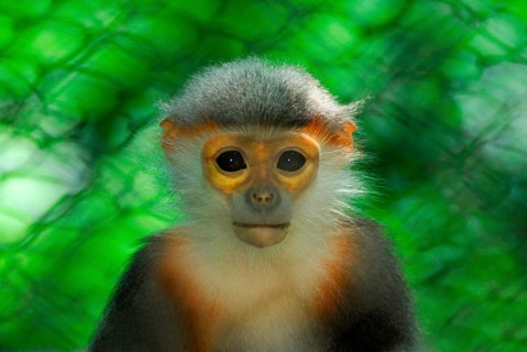 Grey-shanked Douc Langur