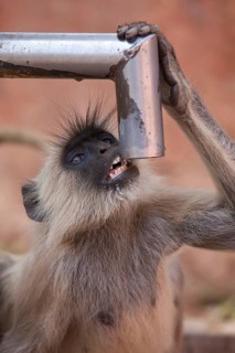 Grey langur of the southern plains gray langur