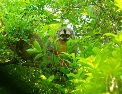 Azara's Night Monkey
