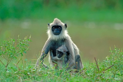 Grey bush langur